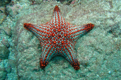 Snorkeling & Diving at Caño Island