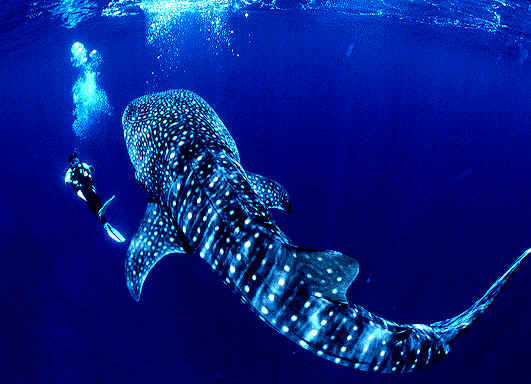 Snorkeling & Diving at Caño Island